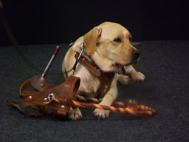 Фото: commons.wikimedia.org/IvanA/Creative Commons Attribution-Share Alike 4.0