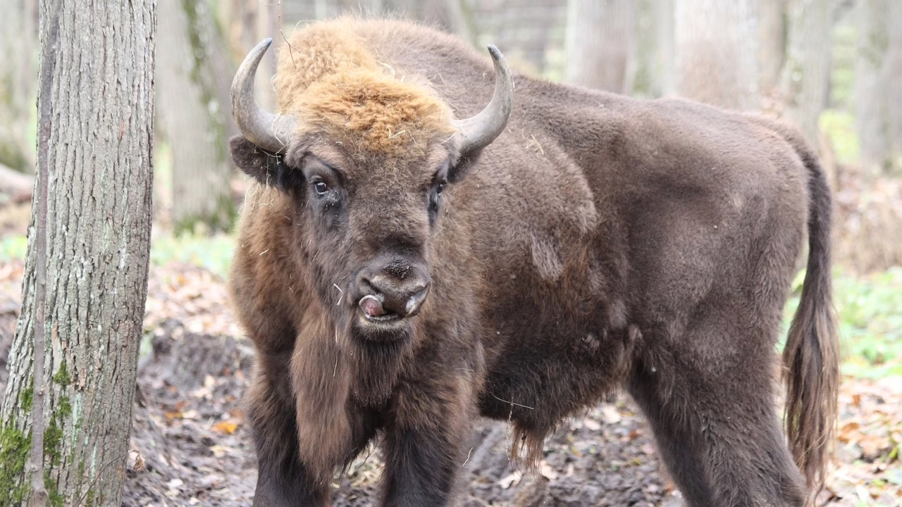 Фото: ФГБУ «Заповедная Мордовия»