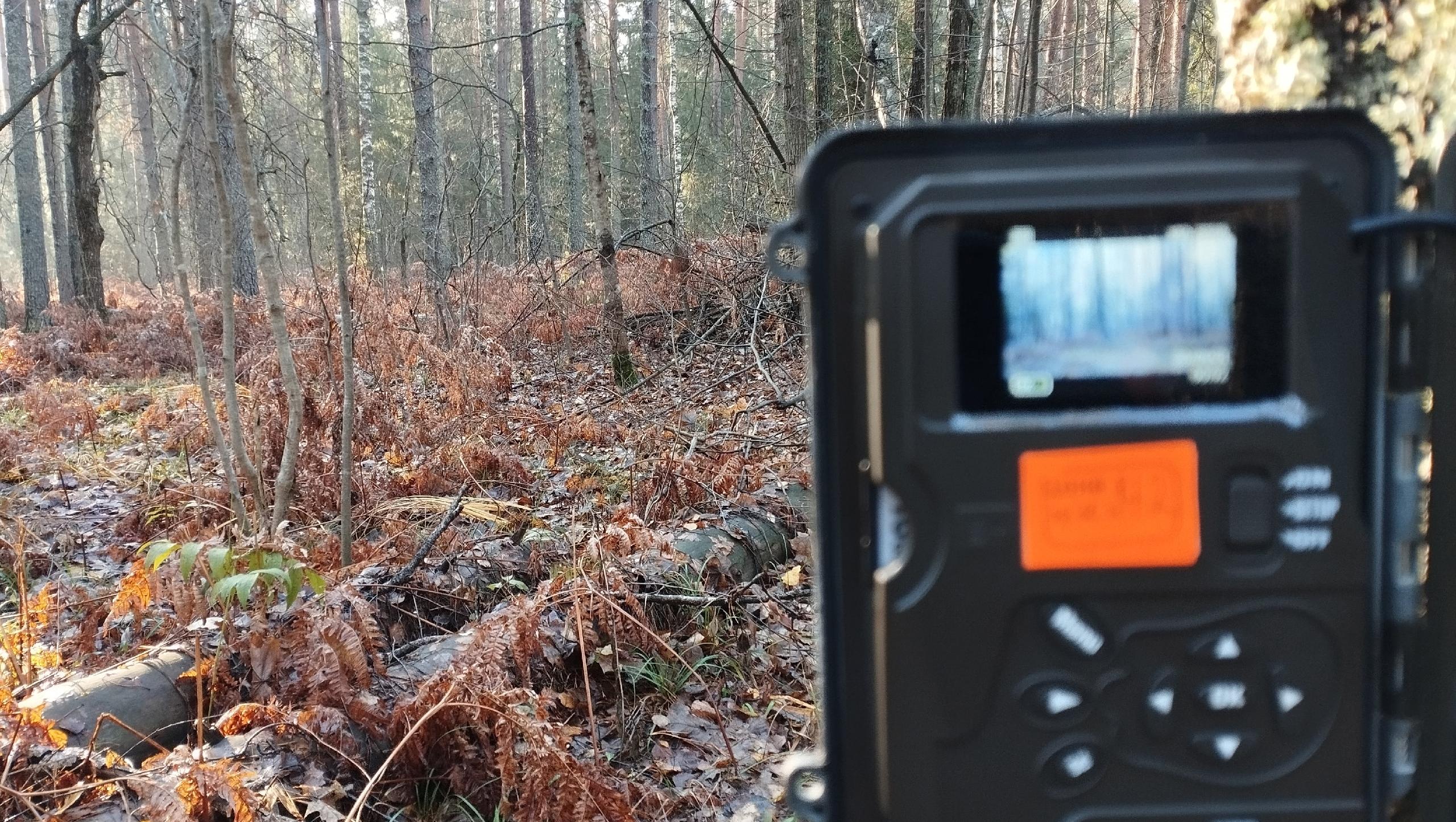 Фото: Мордовский заповедник им.Смидовича