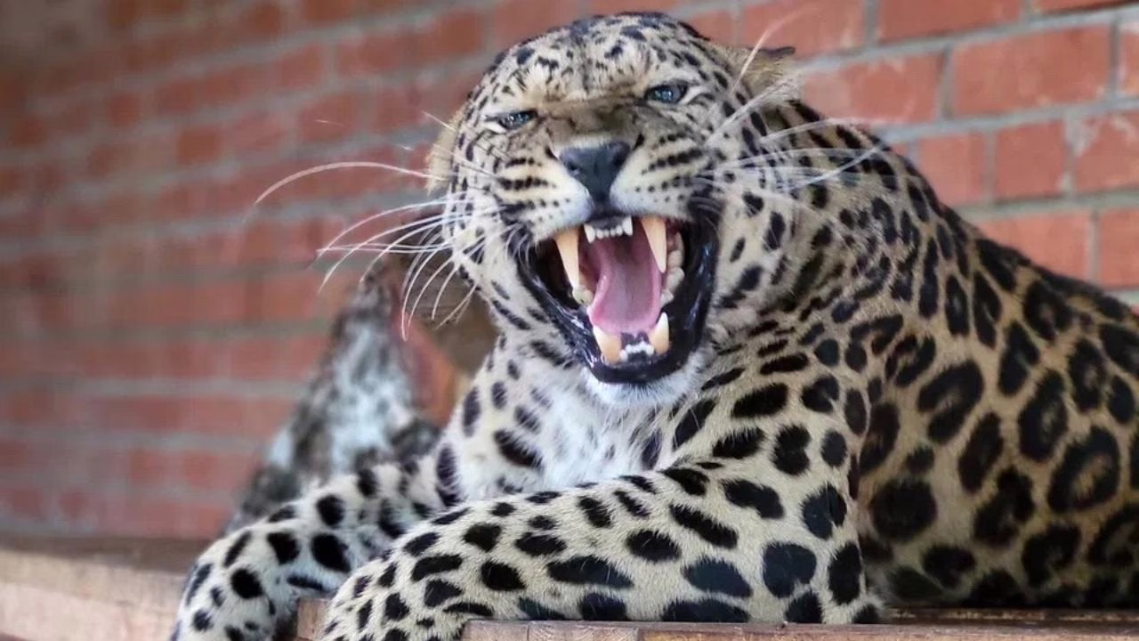 Фото: Саранский зоопарк