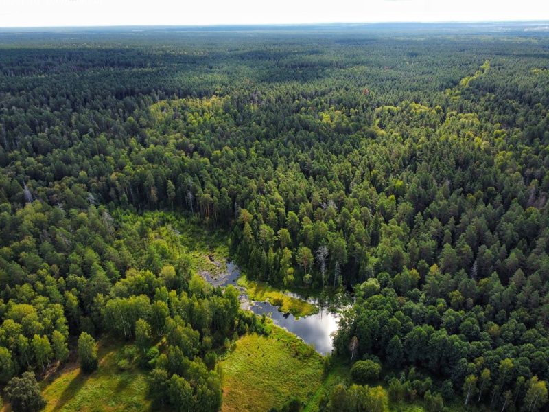 Фото: Минлесхоз Республики Мордовия