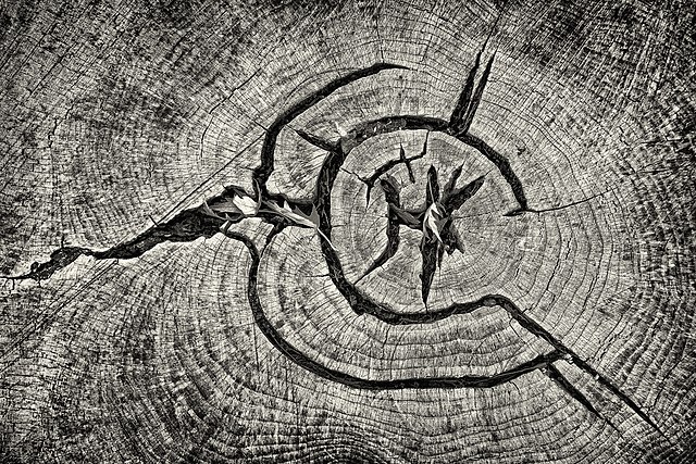 Фото: commons.wikimedia.org/Maksim Sokolov (Maxergon)/Creative Commons Attribution-Share Alike 4.0