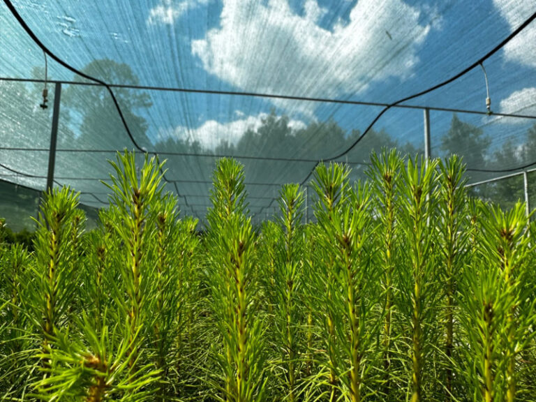 Подведены итоги федерального проекта «Сохранение лесов» в Мордовии