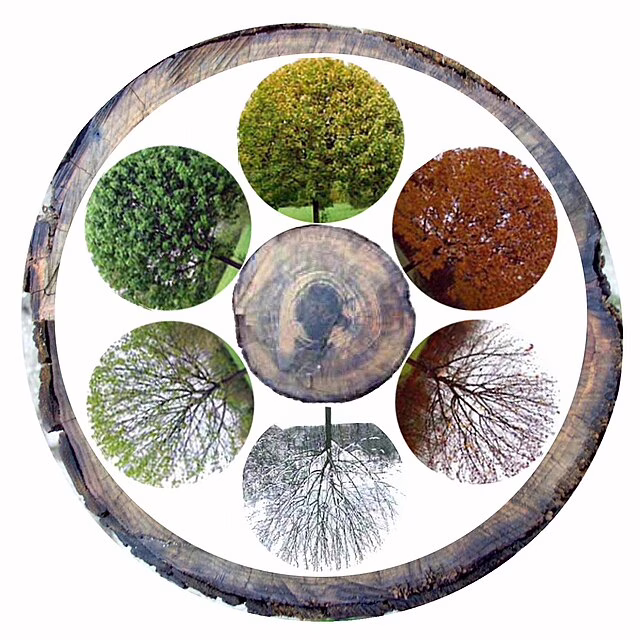 Фото: commons.wikimedia.org/Meinolf Wewel/Creative Commons Attribution 3.0