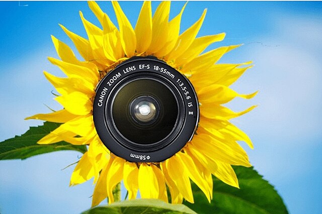 Фото: commons.wikimedia.org/Sunflower0987/Creative Commons Attribution-Share Alike 4.0