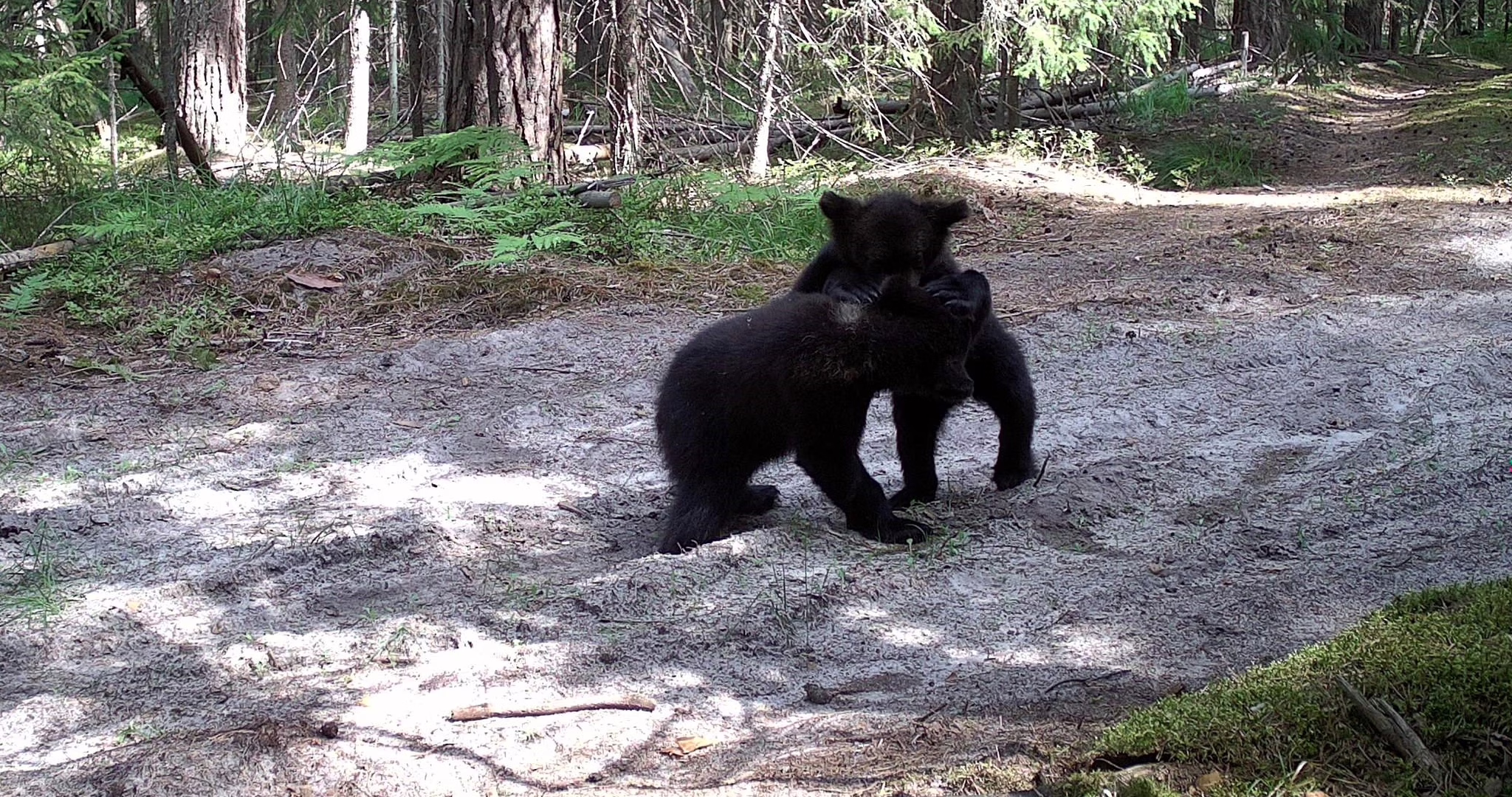 Фото: ФГБУ «Заповедная Мордовия»