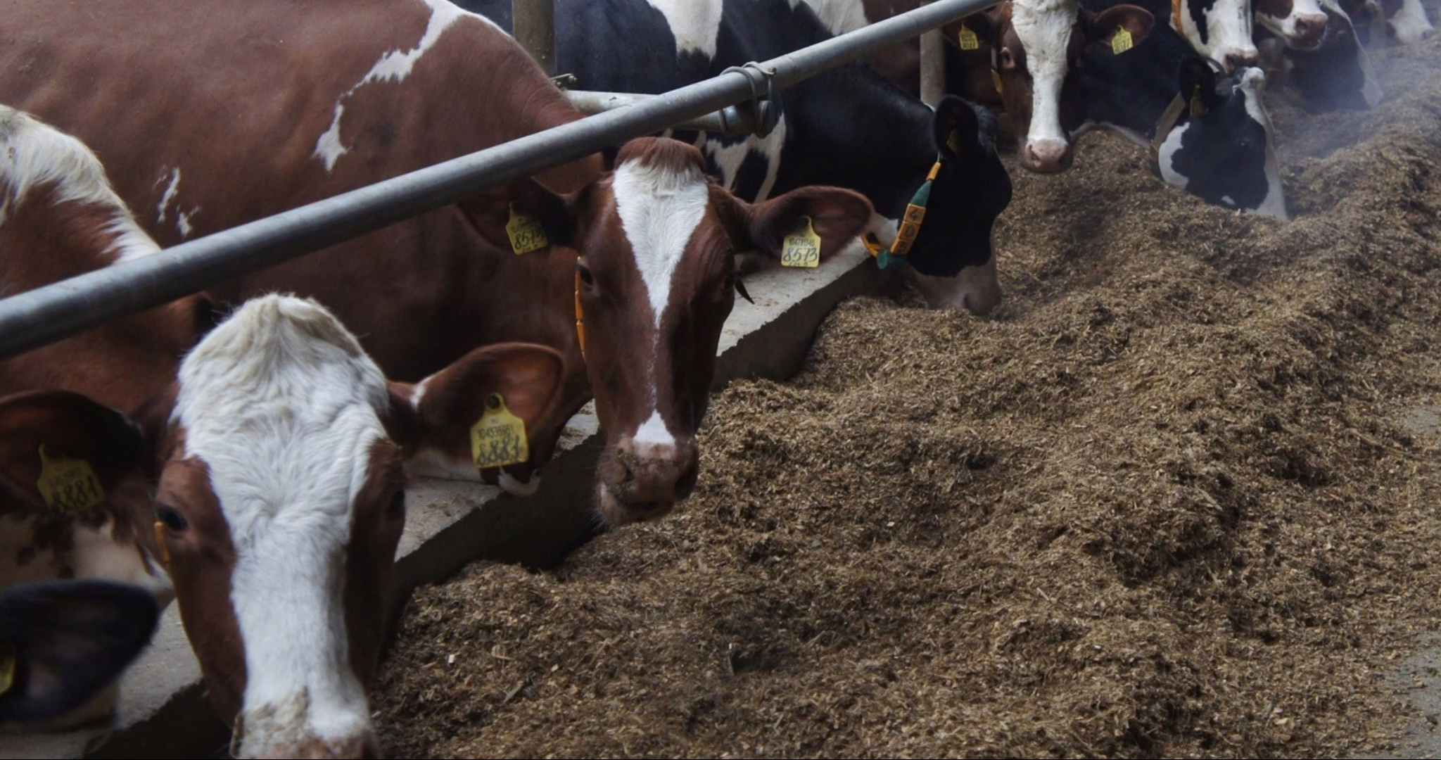 Фото: Минсельхозпрод Республики Мордовия