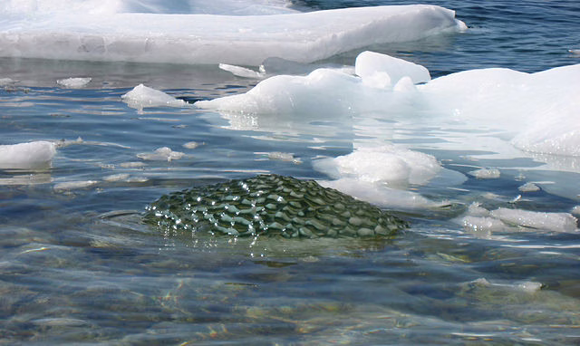 Фото: commons.wikimedia.org/Kim Hansen/Creative Commons Attribution-Share Alike 3.0