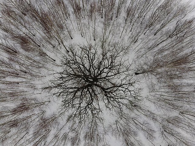 Фото: commons.wikimedia.org/Sage Ekchard/Creative Commons Attribution 4.0