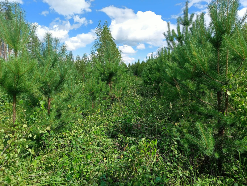 Фото: Минлесхоз РМ