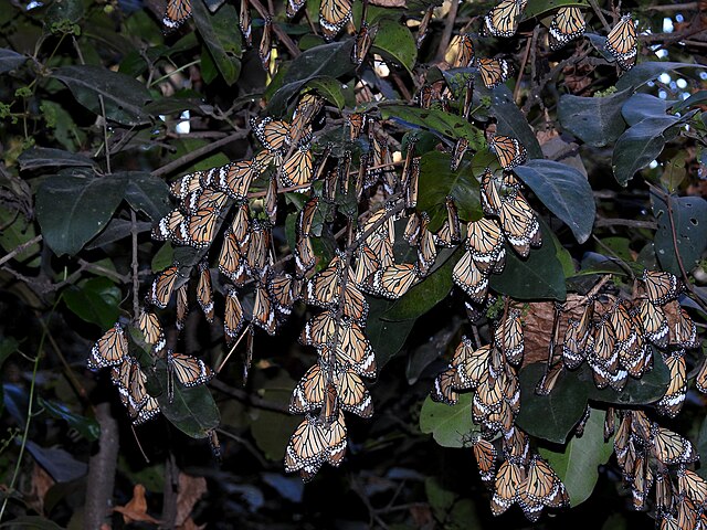 Фото: commons.wikimedia.org/Dr. Raju Kasambe/Creative Commons Attribution-Share Alike 4.0