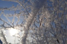 Фото: commons.wikimedia.org/Панафидина Ольга/Creative Commons Attribution-Share Alike 4.0