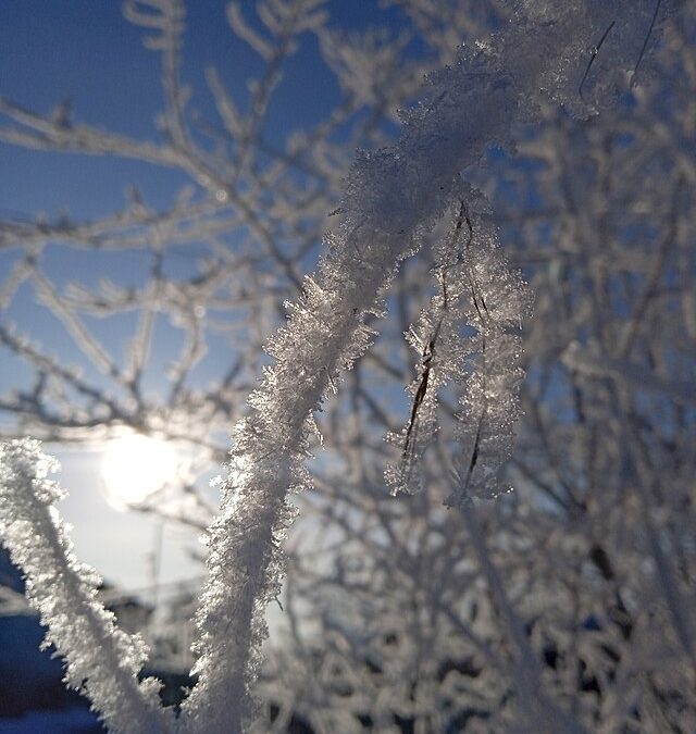 Фото: commons.wikimedia.org/Панафидина Ольга/Creative Commons Attribution-Share Alike 4.0