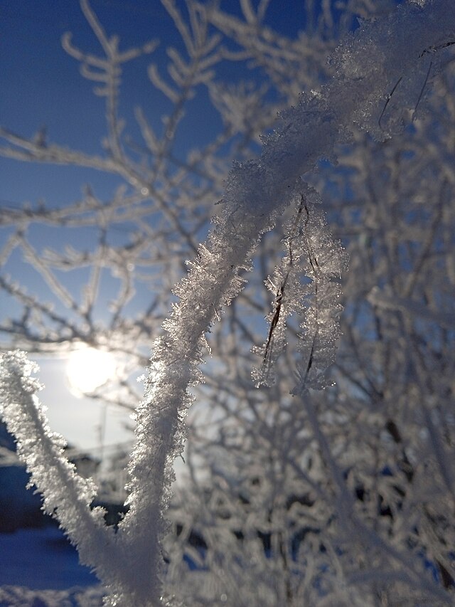 Фото: commons.wikimedia.org/Панафидина Ольга/Creative Commons Attribution-Share Alike 4.0