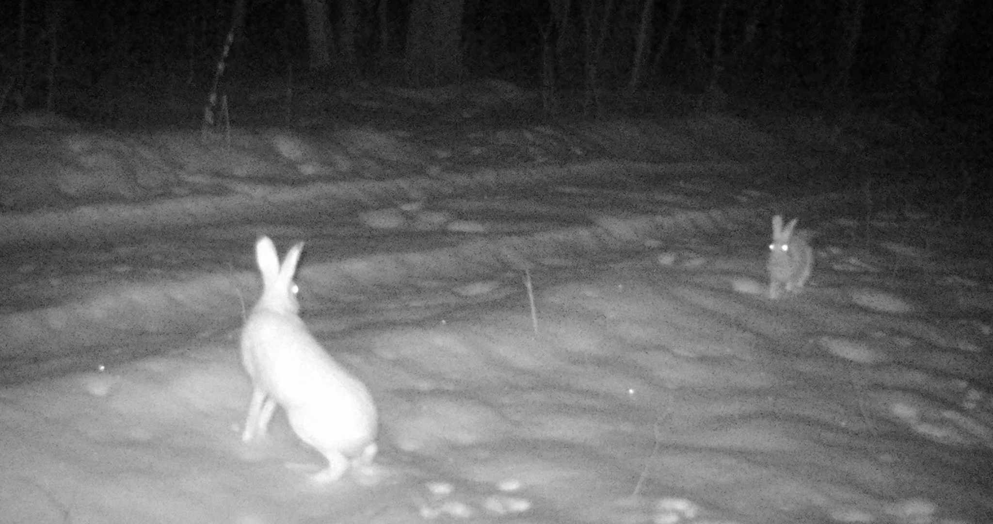 Фото: ФГБУ «Заповедная Мордовия»
