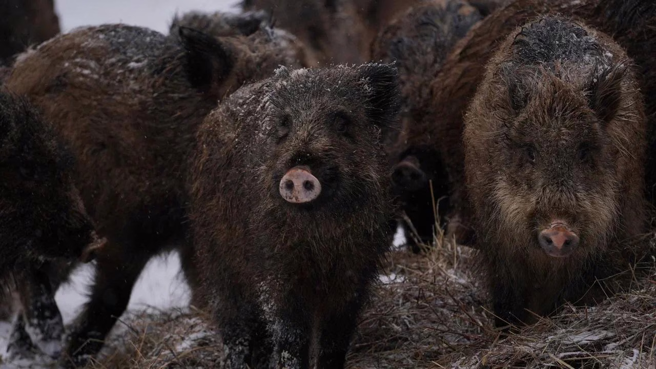 Фото: "Заповедная Мордовия"