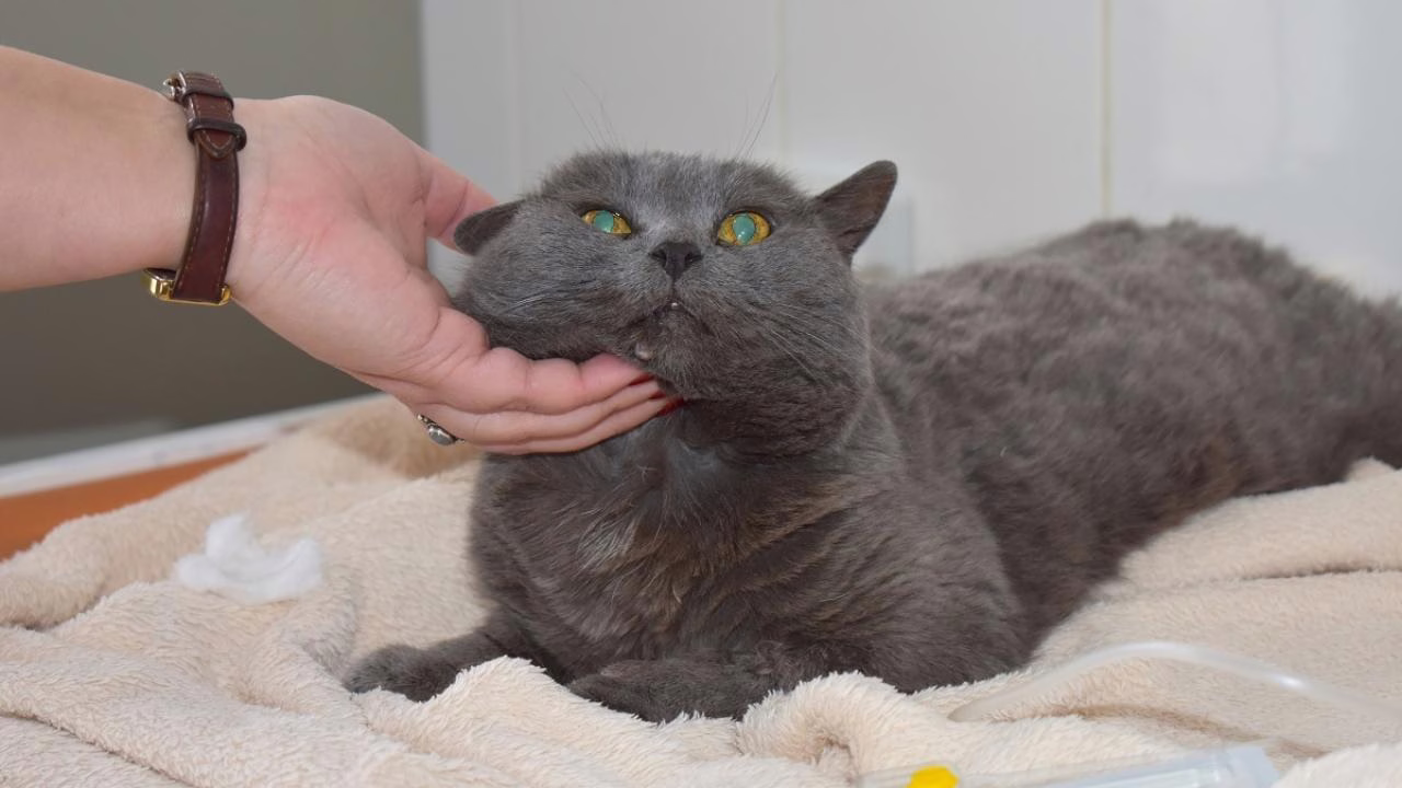 Фото: Государственный комитет по ветеринарии РМ