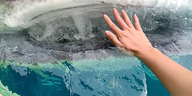 Фото: commons.wikimedia.org/Abdurrahman Mahmud (Awad)/Creative Commons Attribution-Share Alike 4.0