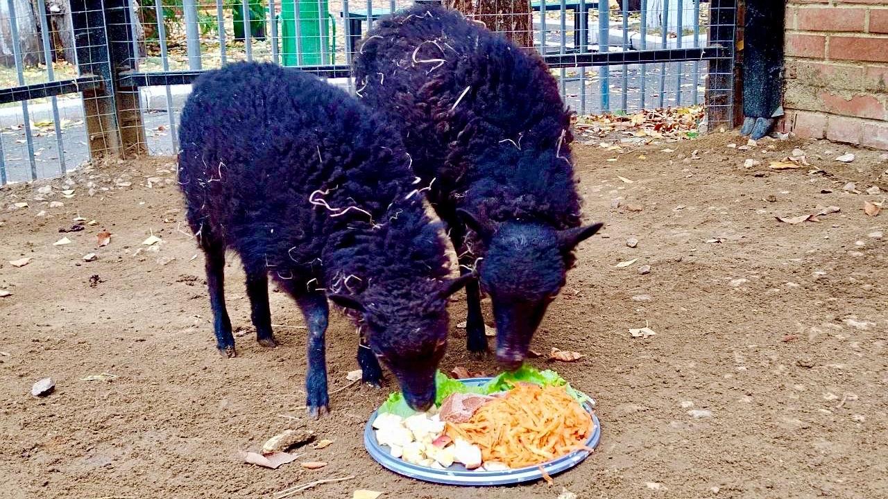 Фото: Саранский зоопарк