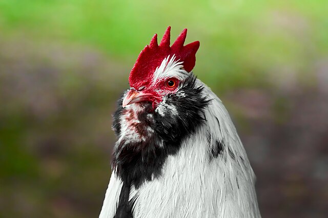 В хозяйствах Мордовии подсчитали птиц