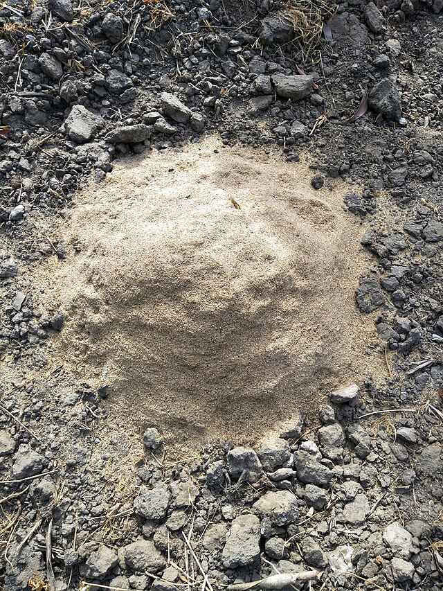 Фото: commons.wikimedia.org/Yahuzaishat/Creative Commons Zero, Public Domain Dedication