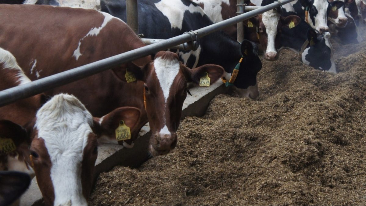 Фото: Минсельхозпрод РМ (архив)