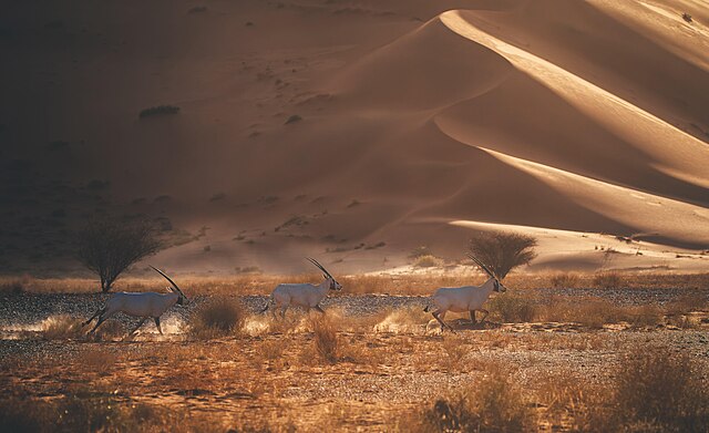 Фото: commons.wikimedia.org/Saudi Press Agency/Creative Commons Attribution-Share Alike 4.0