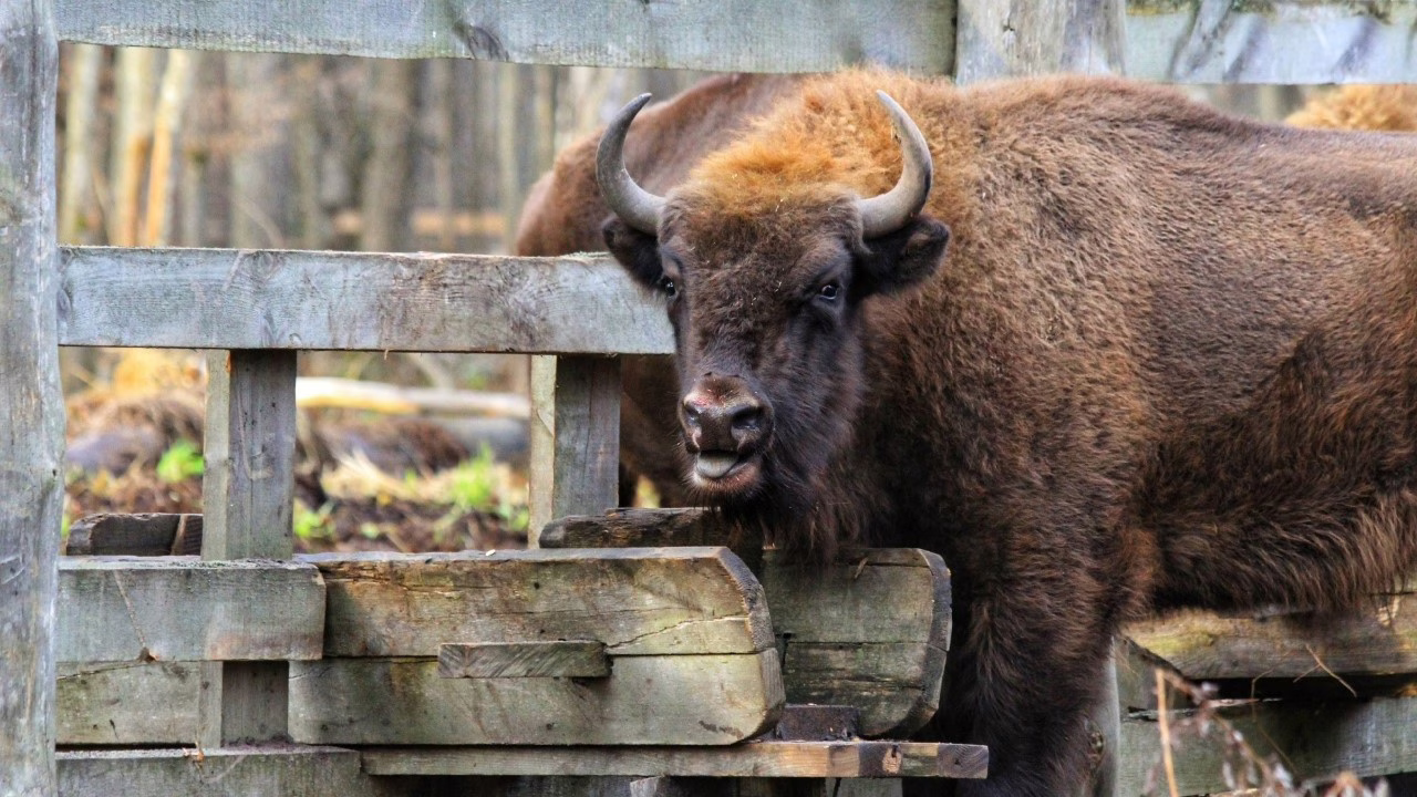 Фото: "Заповедная Мордовия"