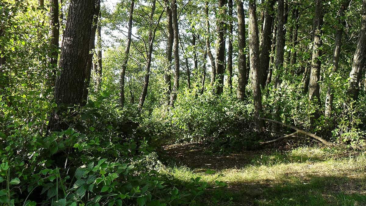 Фото: commons.wikimedia.org/Daryry/Creative Commons Attribution-Share Alike 4.0