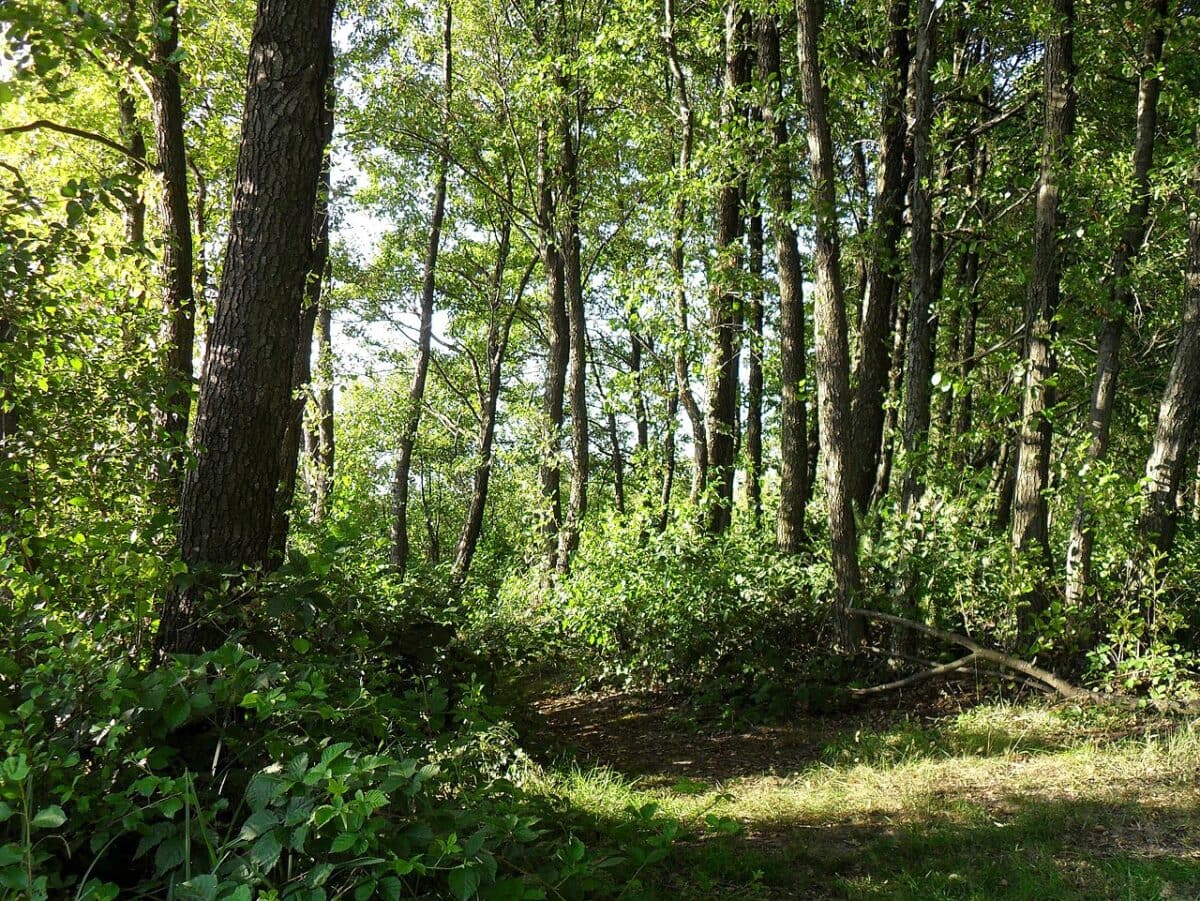 Фото: commons.wikimedia.org/Daryry/Creative Commons Attribution-Share Alike 4.0