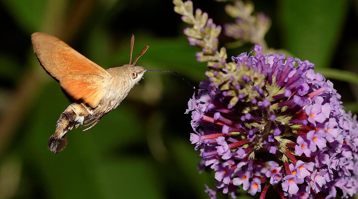 Фото: commons.wikimedia.org/Thomas Bresson/Creative Commons Attribution 3.0