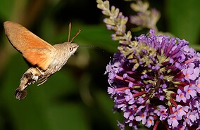 Фото: commons.wikimedia.org/Thomas Bresson/Creative Commons Attribution 3.0