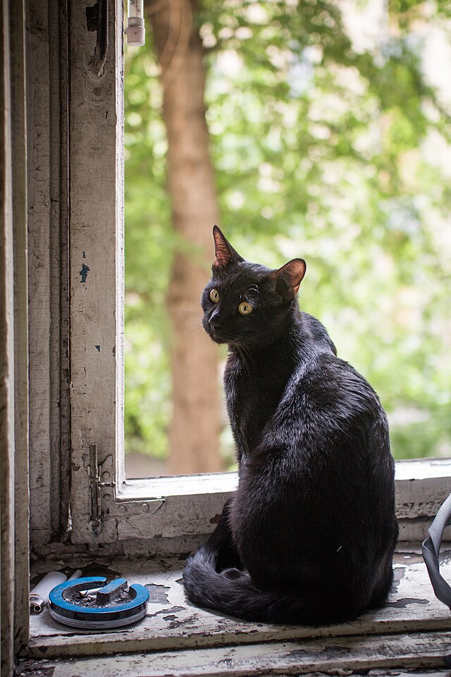 Фото: commons.wikimedia.org/Alexey Komarov/Creative Commons Attribution-Share Alike 4.0