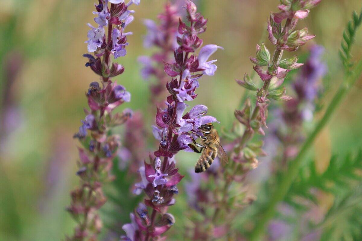 Фото: commons.wikimedia.org/26D/Creative Commons Attribution-Share Alike 4.0