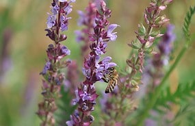 Фото: commons.wikimedia.org/26D/Creative Commons Attribution-Share Alike 4.0