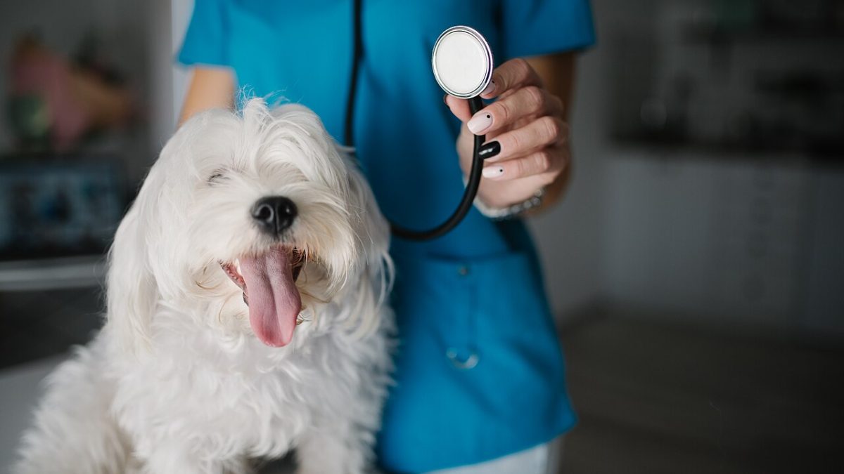 Фото: commons.wikimedia.org/Nenad Stojkovic/Creative Commons Attribution 2.0