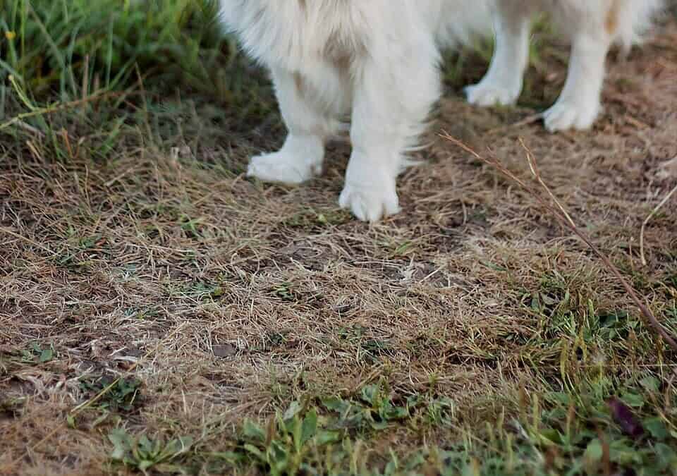 Фото: commons.wikimedia.org/Кирилл Корепанов/Creative Commons Attribution 4.0