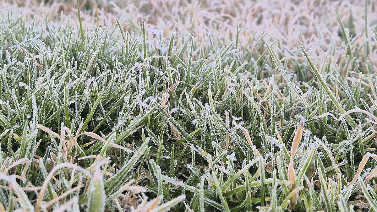 Фото: commons.wikimedia.org/Siyaulhaque/Creative Commons Attribution-Share Alike 4.0