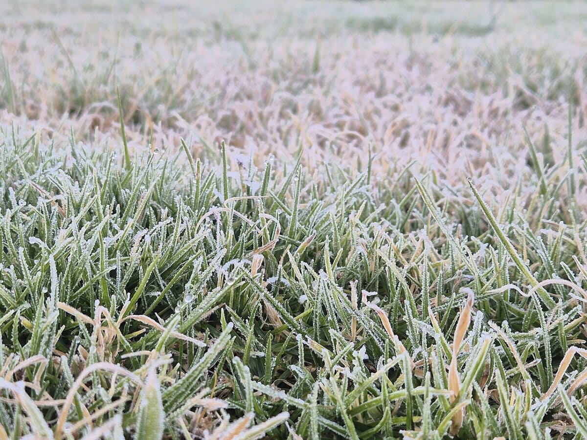 Фото: commons.wikimedia.org/Siyaulhaque/Creative Commons Attribution-Share Alike 4.0