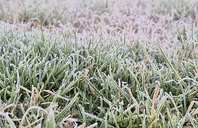 Фото: commons.wikimedia.org/Siyaulhaque/Creative Commons Attribution-Share Alike 4.0