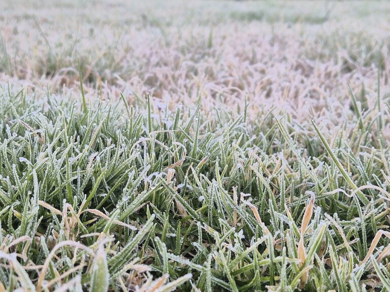 Фото: commons.wikimedia.org/Siyaulhaque/Creative Commons Attribution-Share Alike 4.0