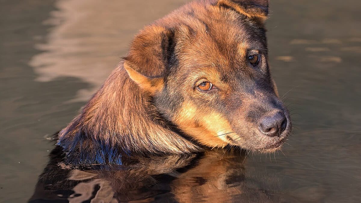 Фото: commons.wikimedia.org/Basile Morin/Creative Commons Attribution-Share Alike 4.0