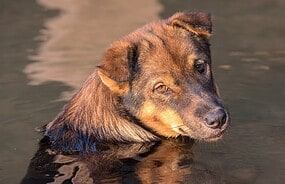 Фото: commons.wikimedia.org/Basile Morin/Creative Commons Attribution-Share Alike 4.0