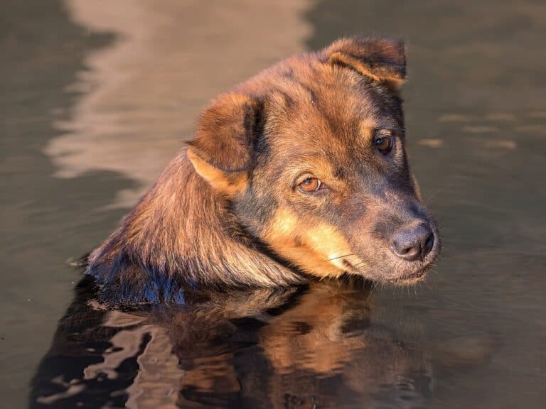 Фото: commons.wikimedia.org/Basile Morin/Creative Commons Attribution-Share Alike 4.0