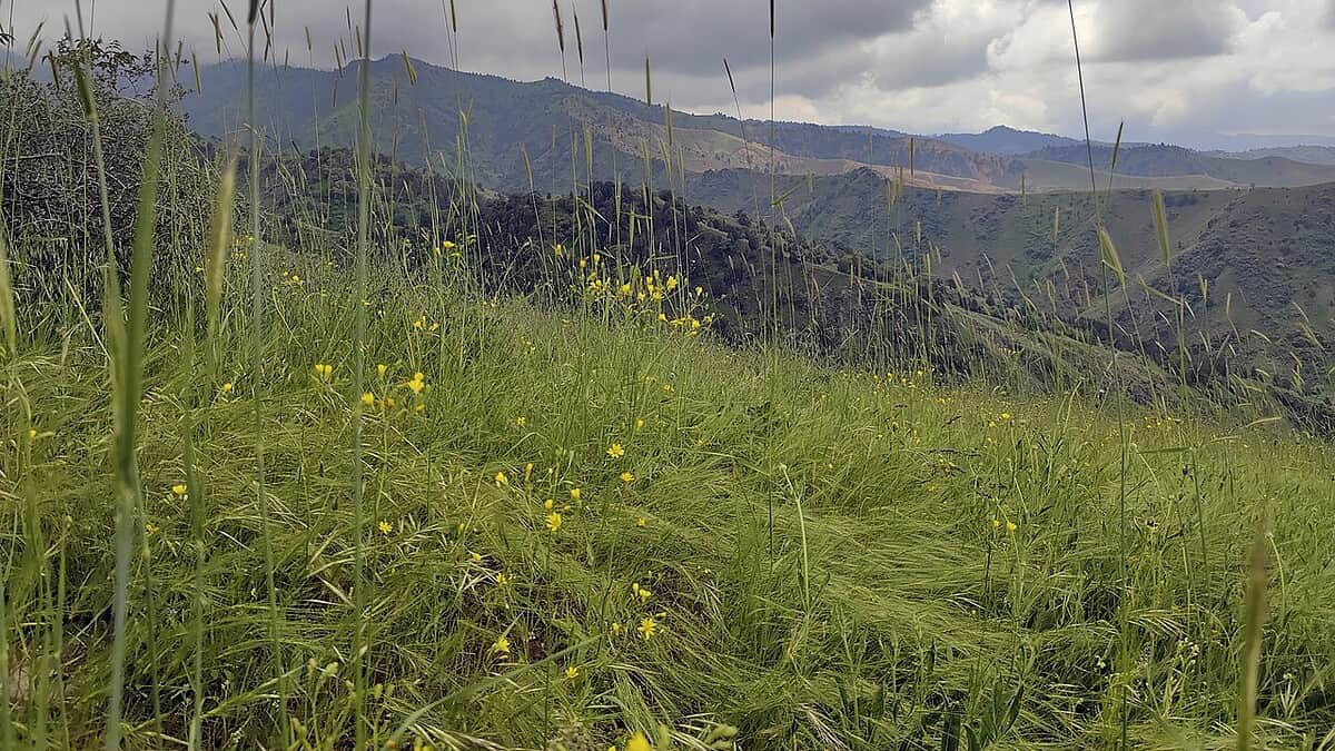 Фото: commons.wikimedia.org/26D/Creative Commons Attribution-Share Alike 4.0