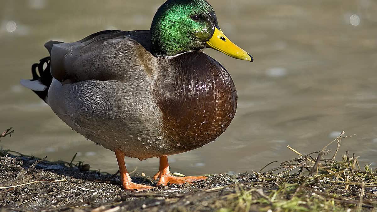 Фото: commons.wikimedia.org/Acarpentier/Creative Commons Attribution 3.0