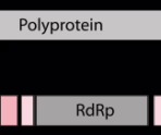 Фото: commons.wikimedia.org/ViralZone/Creative Commons Attribution 4.0