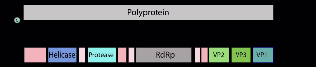 Фото: commons.wikimedia.org/ViralZone/Creative Commons Attribution 4.0