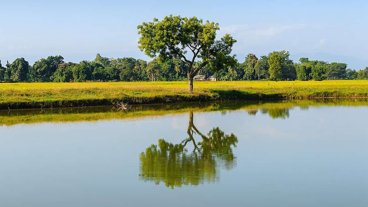 Фото: commons.wikimedia.org/Bijay Chaurasia/Creative Commons Attribution-Share Alike 4.0