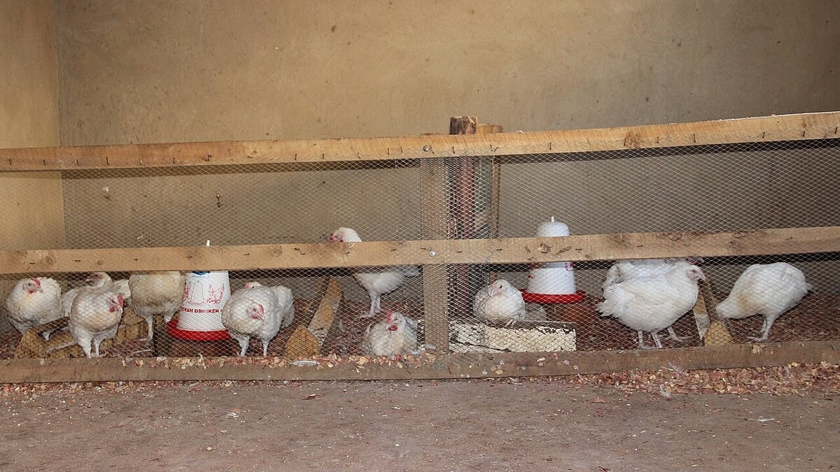 Фото: commons.wikimedia.org/Ceaser Philip/Creative Commons Attribution-Share Alike 4.0